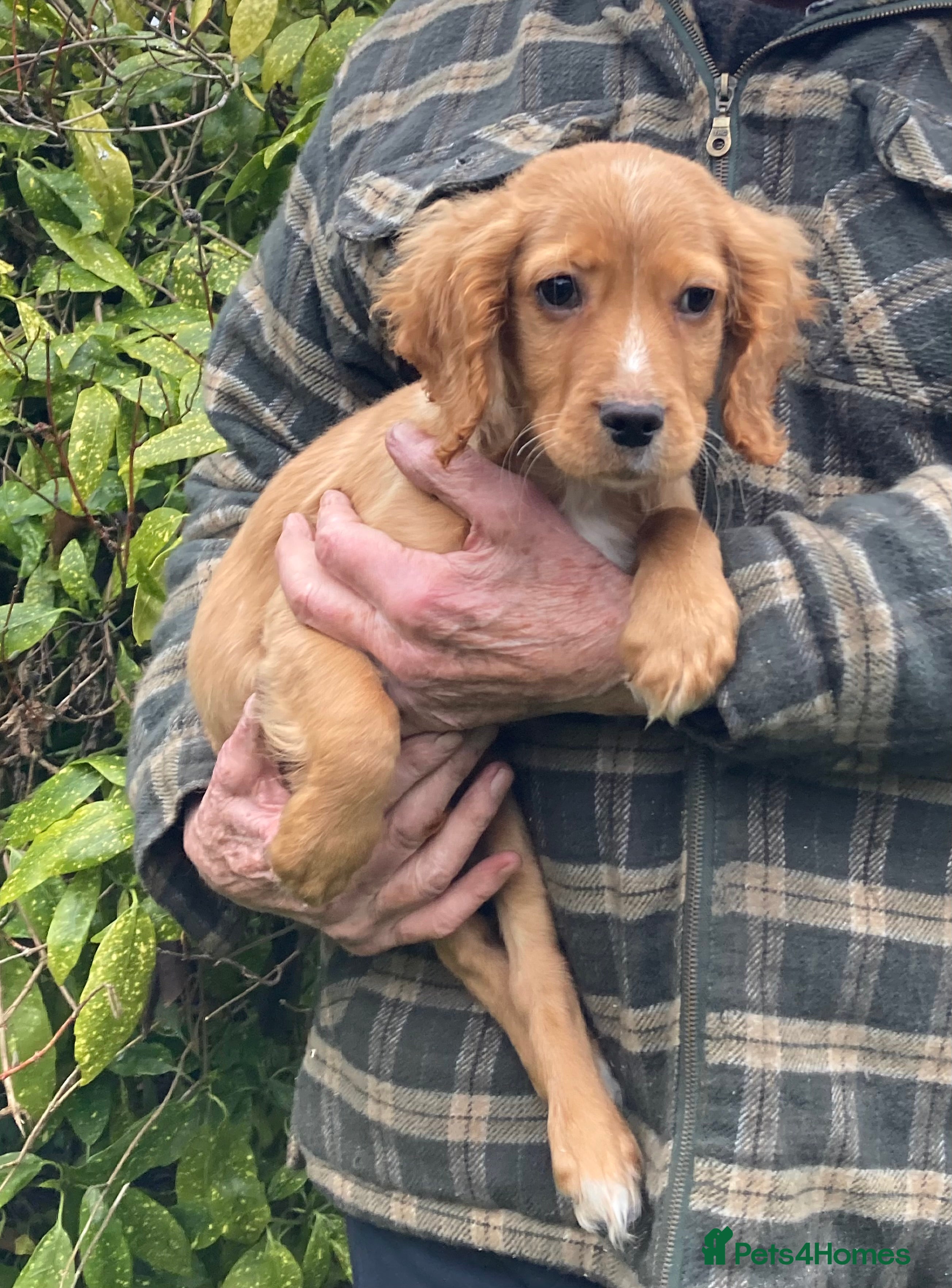 Cocker Spaniel dogs Beautiful golden boy  - Advert 1