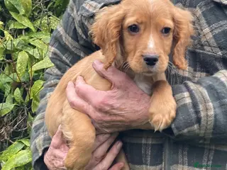 Cocker Spaniel dogs Beautiful golden boy - Advert 1