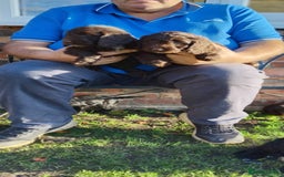 Cockapoo dogs for sale: adorable cockerpoo puppies - Advert 6