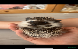 Pygmy Hedgehog rodents for sale: Absolutely stunning pinto quad mask - Image 1