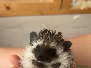 Pygmy Hedgehog rodents - Advert 25