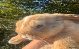 Mini Lop rabbits for sale: Mini lop / Holland lop x2 mini lop x1 - Image 4