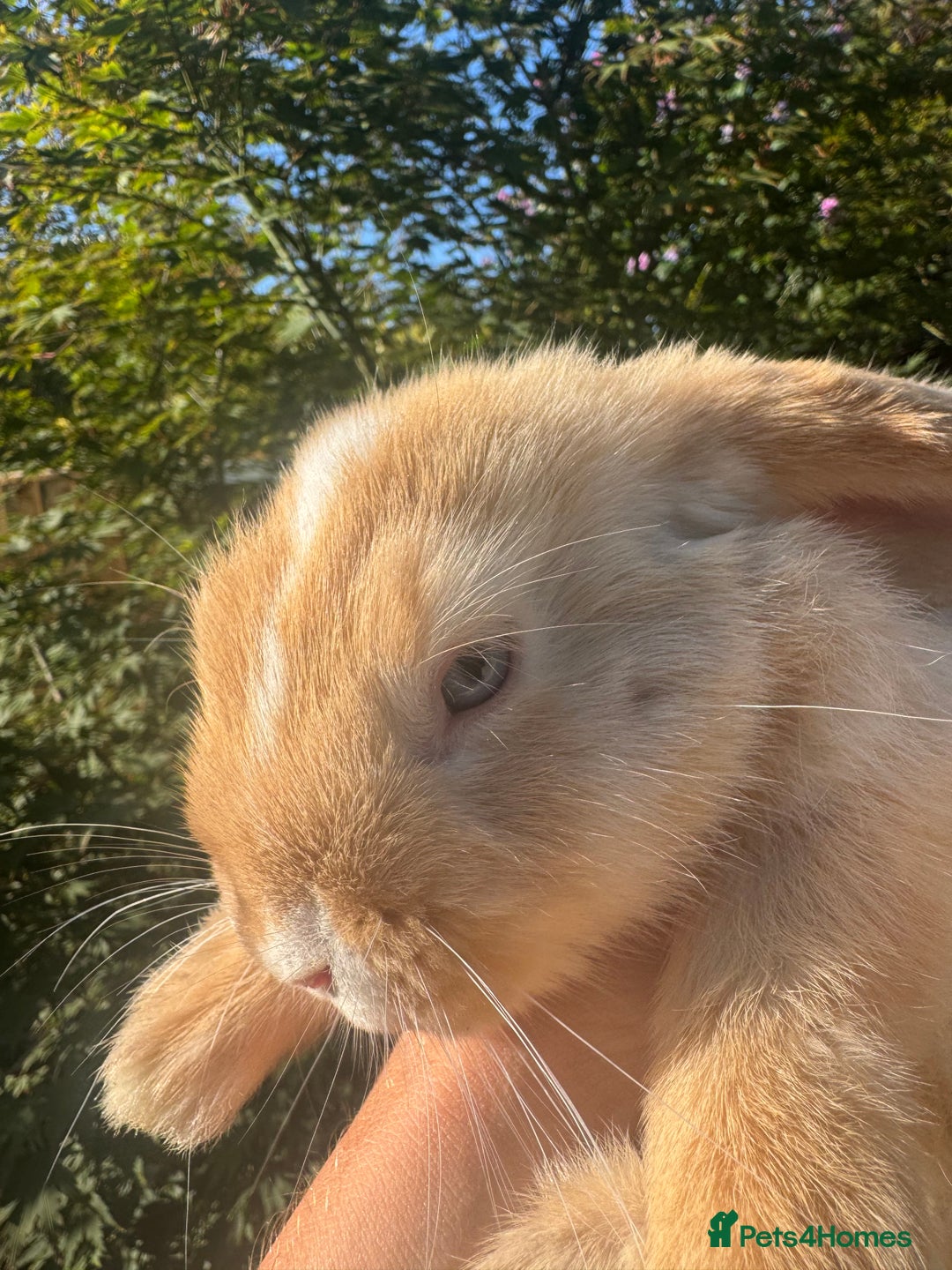 Mini Lop rabbits for sale: Mini lop / Holland lop x2 mini lop x1 - Image 4