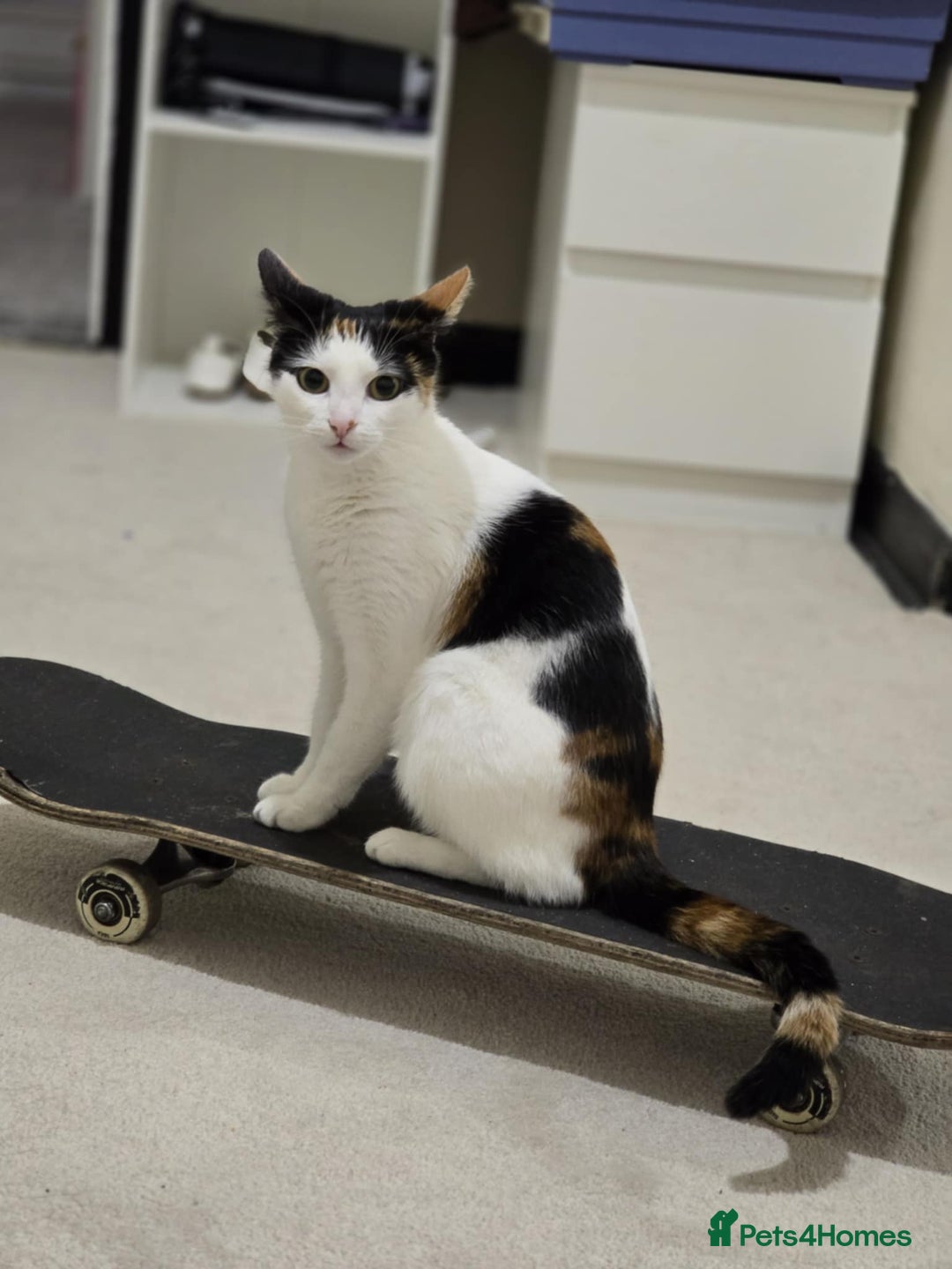 Domestic Shorthair cats for sale: Orage Kittens - Advert 11