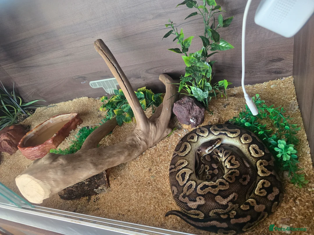 Python Snake reptiles for sale: Royal 'Ball' Python - Advert 2