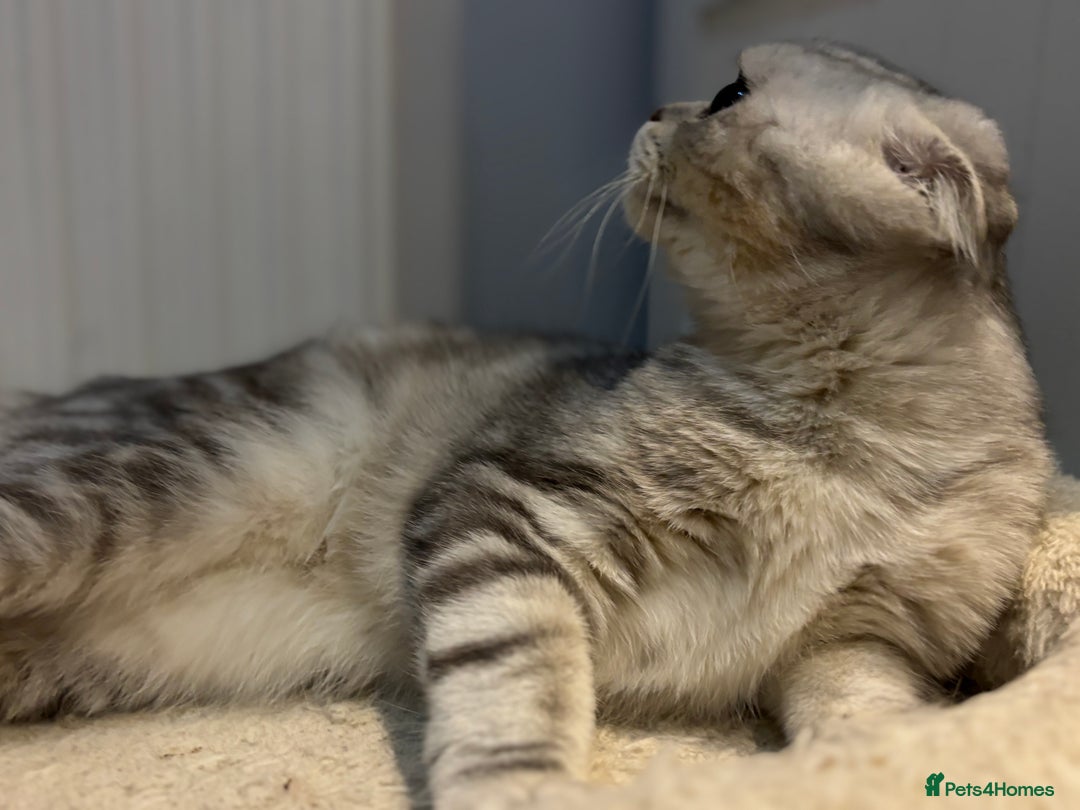 Scottish Fold cats for sale: Scottish fold - Advert 34