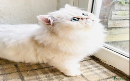 Persian cats for stud: Persian  Chinchilla Stud PROVEN in Gerrards Cross - Image 2