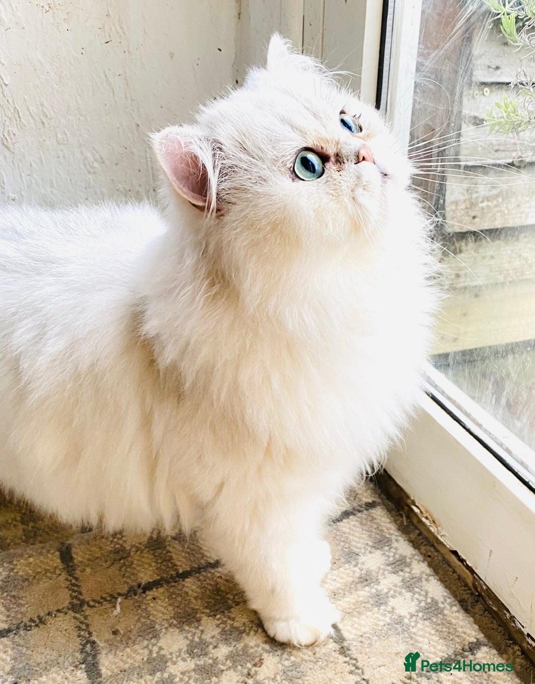 Persian cats for stud: Persian  Chinchilla Stud PROVEN in Gerrards Cross - Image 2