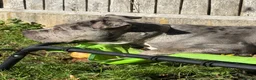 Mixed Breed dogs for sale: Merle staffrench boy 6 month old  in Wolverhampton - Advert 6