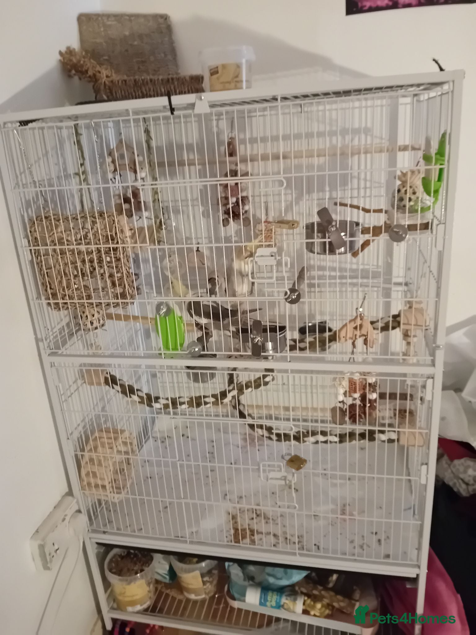 Cockatiels birds 2 Cockatiels For Sale - Advert 1