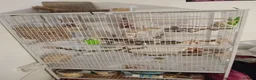 Cockatiels birds for sale: 2 Cockatiels For Sale in Dunfermline - Advert 1