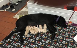 Labrador Retriever dogs for stud: Labrador stud dog produces black yellow chocolate - Image 8