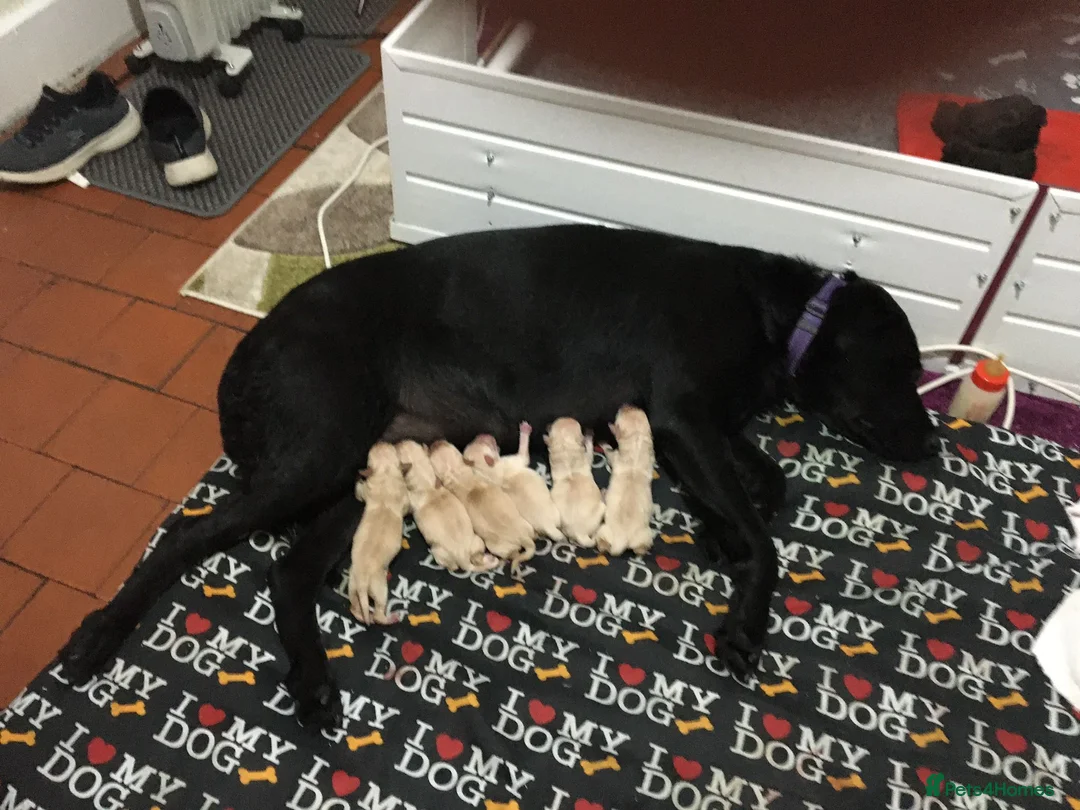 Labrador Retriever dogs for stud: Labrador stud dog produces black yellow chocolate - Advert 8