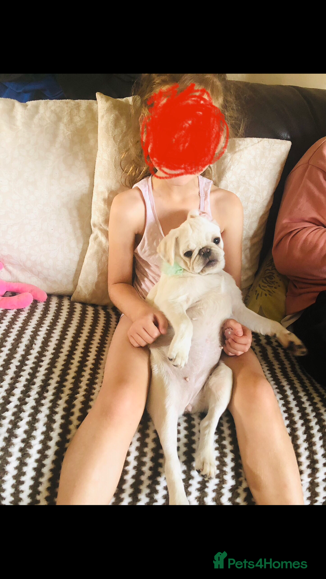 Pug dogs for sale: Our beautiful Panda Pug Luna  - Image 4