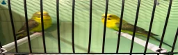 Budgerigars birds for sale: Black wing split to bf/bw pair - Advert 13