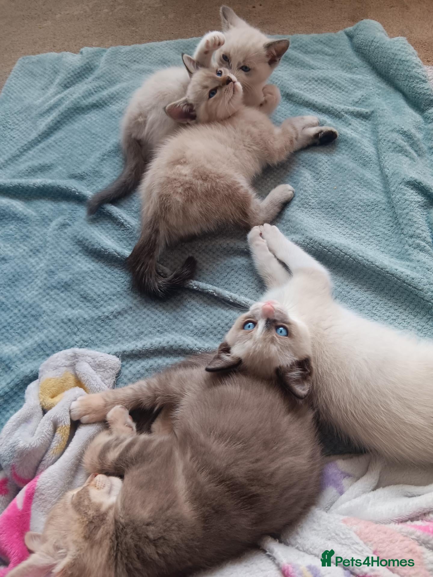 Mixed Breed cats 3 lovely Ragdoll mixed kittens - Advert 1