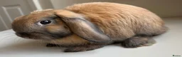 Mini Lop rabbits for sale: Sooty Fawn mini lop  - Advert 3