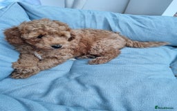 Miniature Poodle dogs for sale: READY NOW !Adorable Miniature Poodle Puppies! in London - Image 11