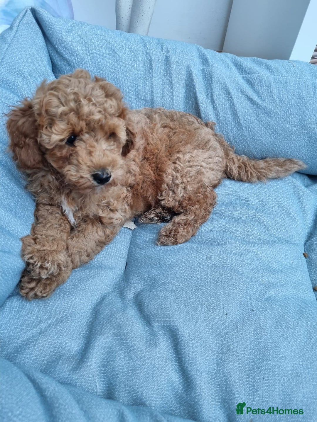 Miniature Poodle dogs for sale: READY NOW !Adorable Miniature Poodle Puppies! in London - Image 11