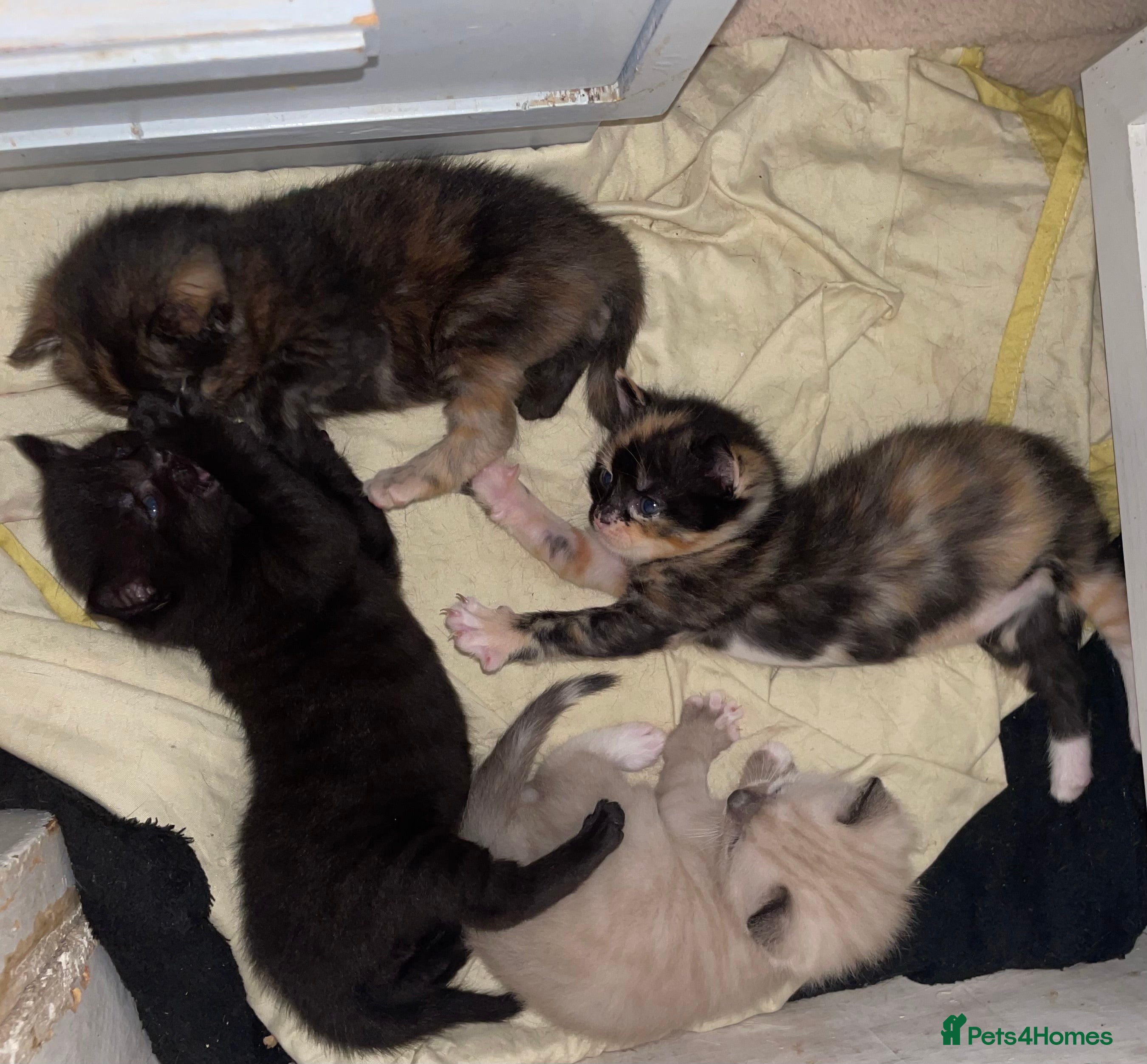 Mixed Breed cats Colourful kittens looking for home 🩷 - Advert 1