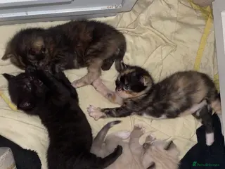 Mixed Breed cats Colourful kittens looking for home 🩷 - Advert 1