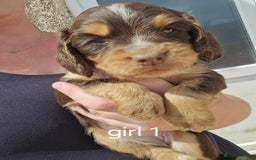 Sprocker dogs for sale: ONLY 1 LEFT Beautiful sprocker spaniel puppies - Image 22