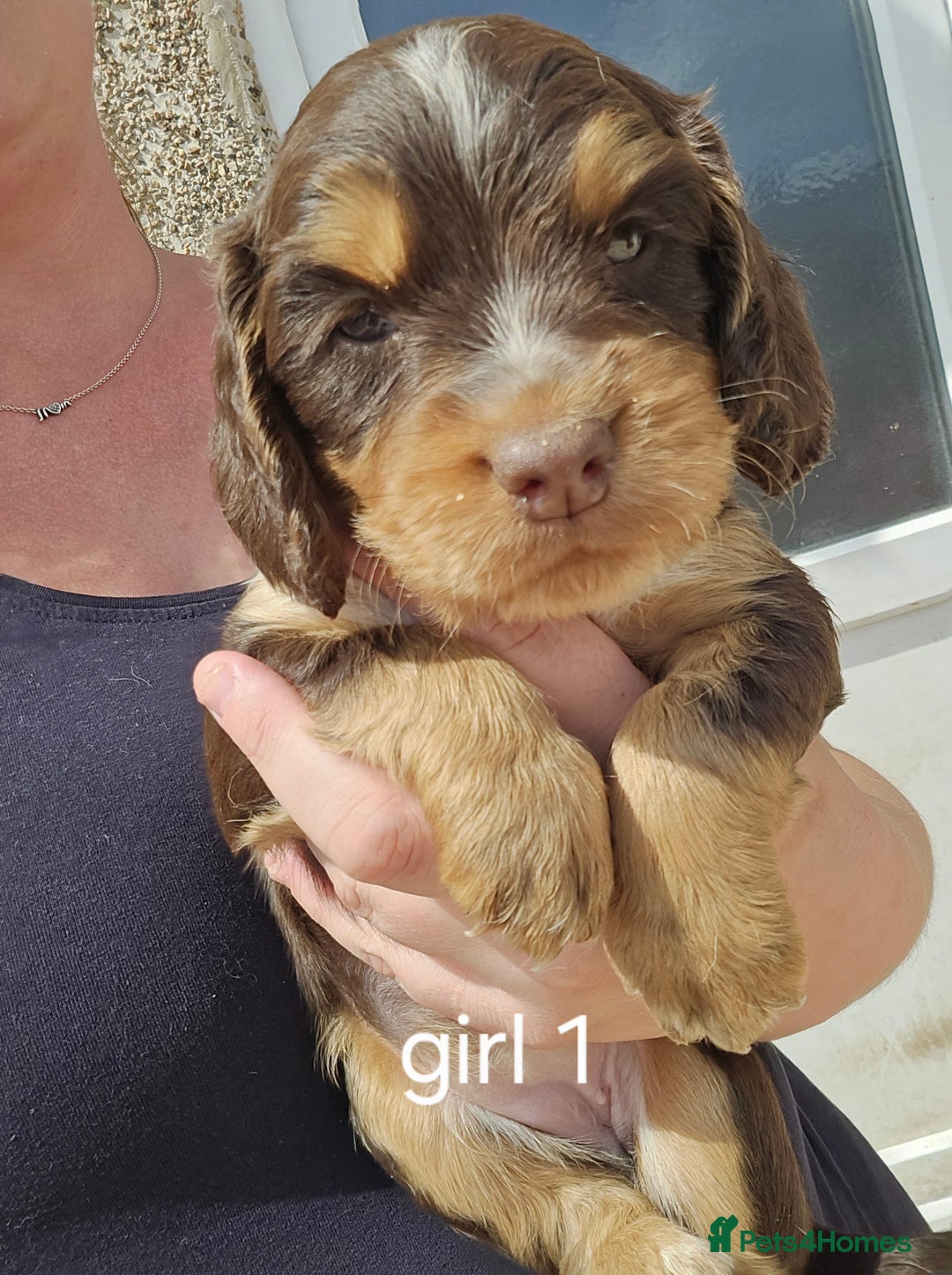 Sprocker dogs for sale: ONLY 1 LEFT Beautiful sprocker spaniel puppies - Image 22