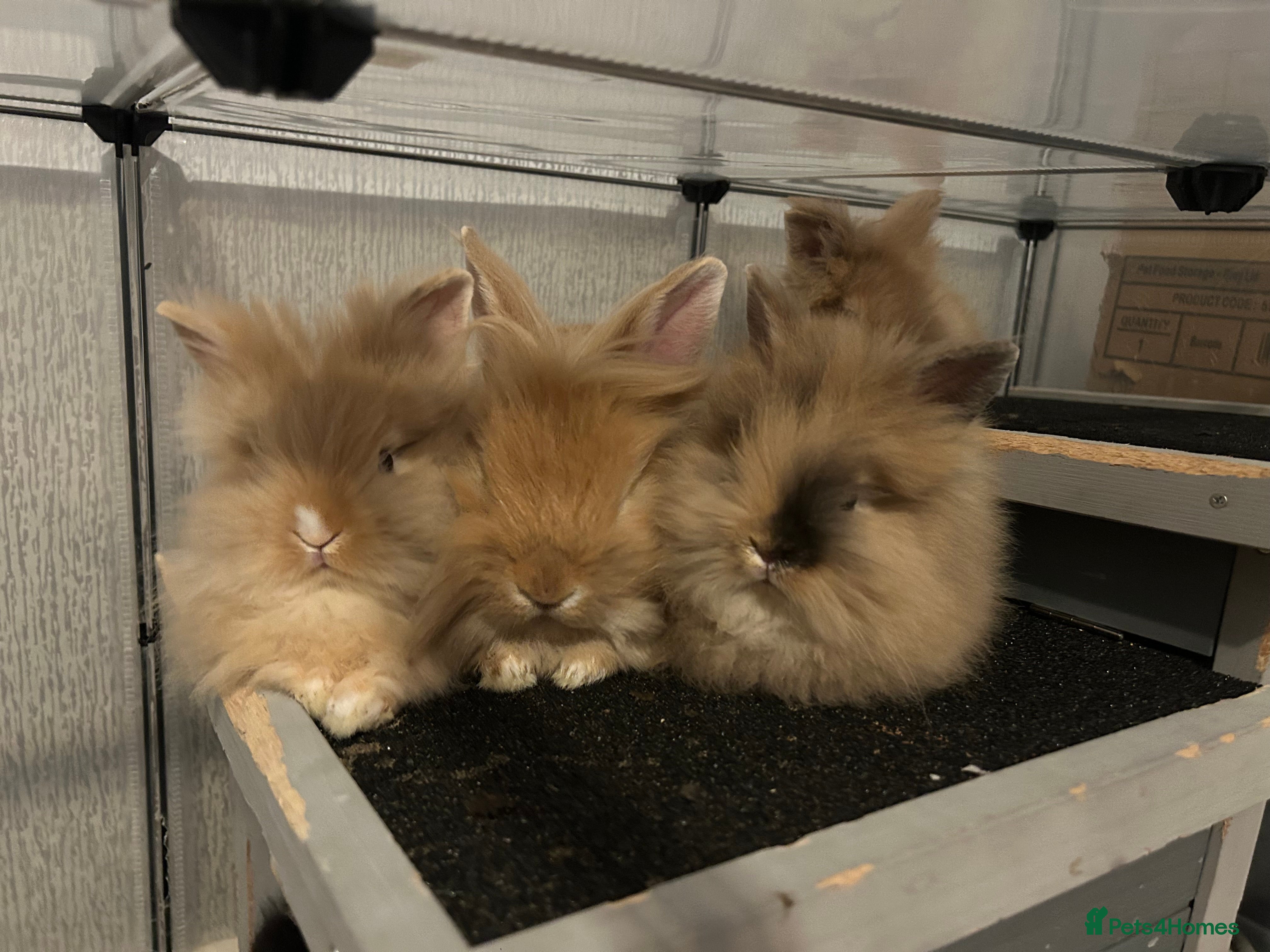 Lionhead rabbits 3 boys ready to leave 9/3/26 - Advert 18