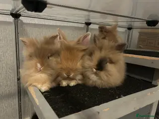 Lionhead rabbits 3 boys ready to leave 9/3/26 - Advert 18