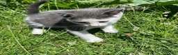 Mixed Breed cats for sale: Beautiful little kittens  - Advert 6