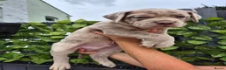 Mastiff dogs for sale: MASTIFF pups for sale in Whitstable - Advert 3