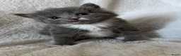 Mixed Breed cats for sale: Adorable Persian Cross Kittens  - Advert 6