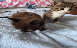 Mixed Breed cats for sale: 2 boys ready now - Image 3