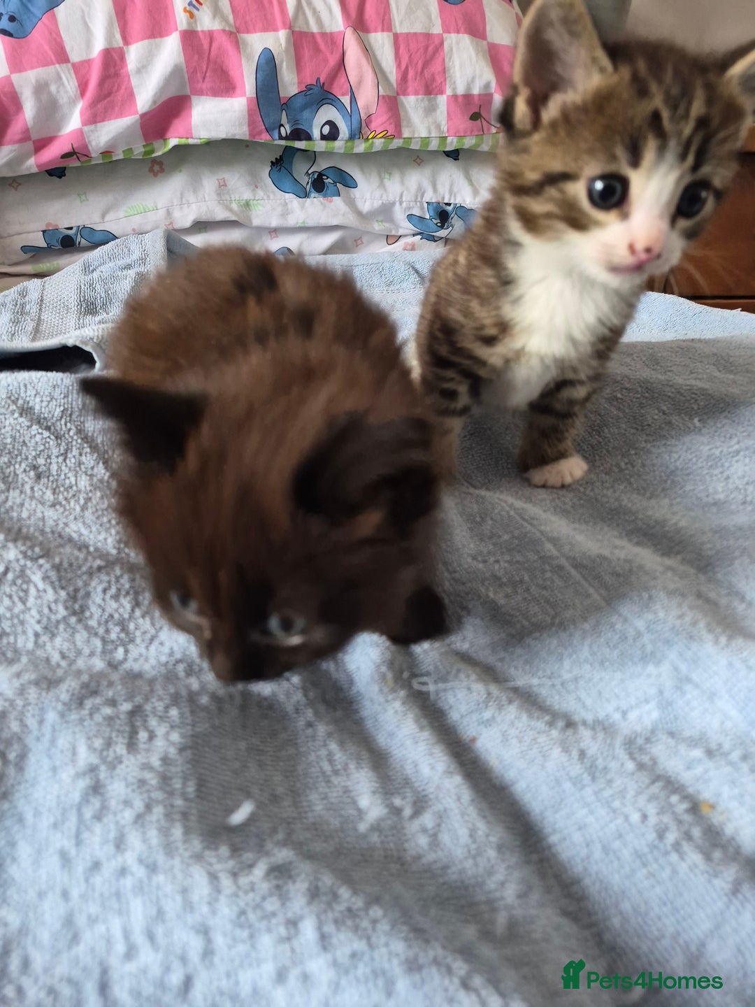 Mixed Breed cats for sale: 2 boys ready now - Image 3