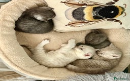 British Shorthair cats for sale: 1 Smokey female British shorthair *REDUCED* - Image 7