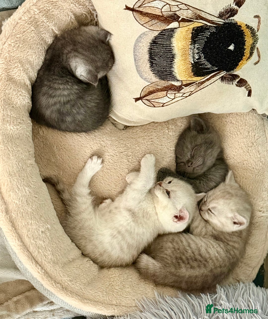 British Shorthair cats for sale: 1 Smokey female British shorthair *REDUCED* - Image 7