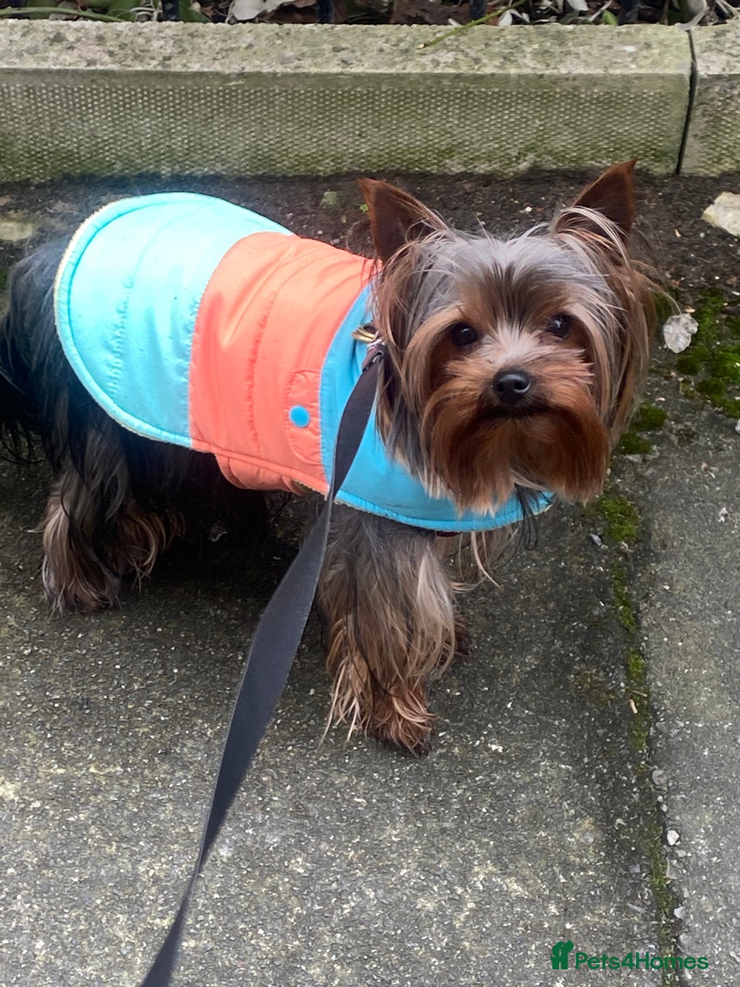 Yorkshire Terrier dogs for stud: KC registered Yorkshire Terrier Stud dog  in Manchester - Advert 13
