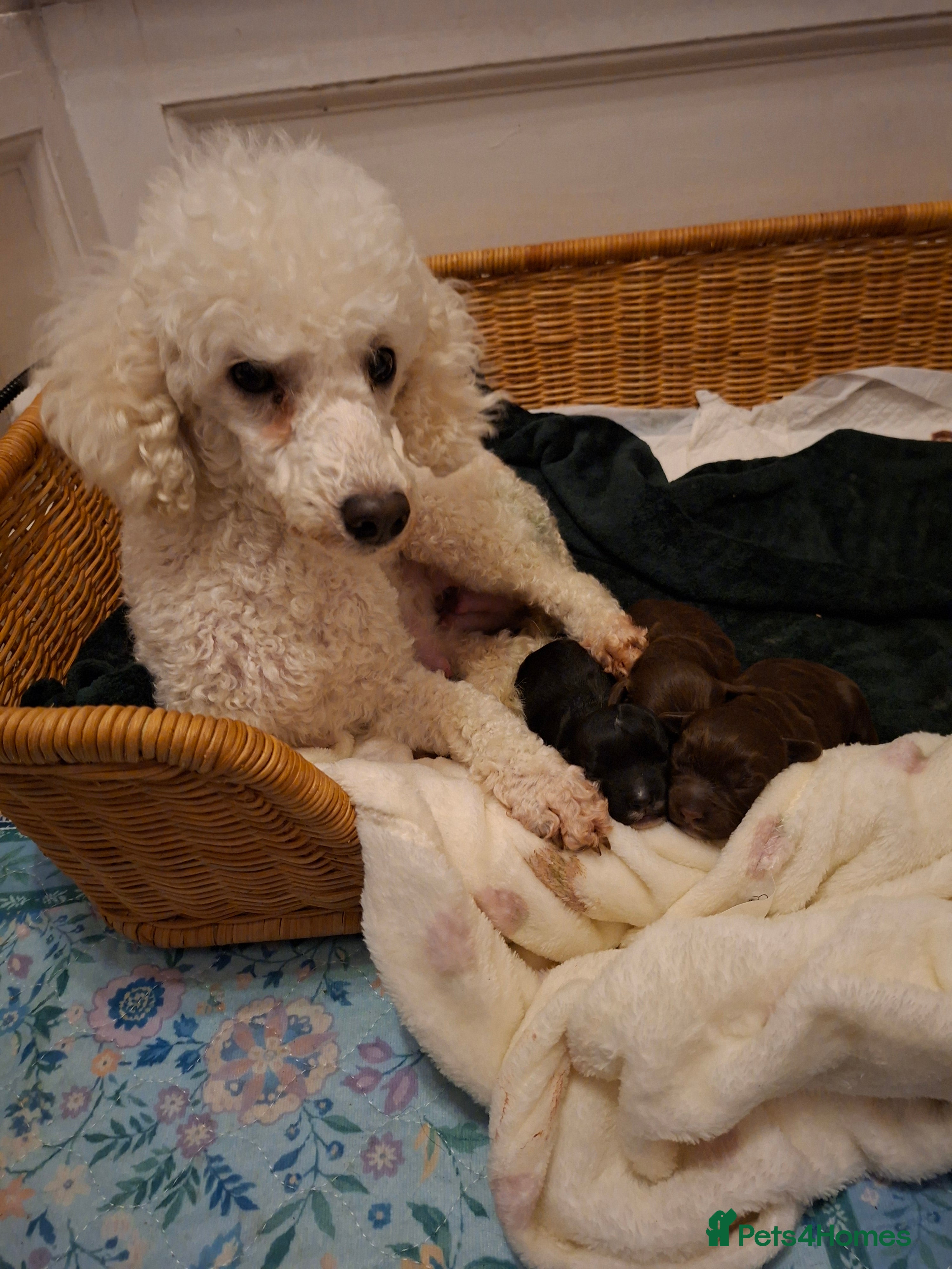 Cockapoo dogs Cockerpoos looking for forever homes - Advert 2