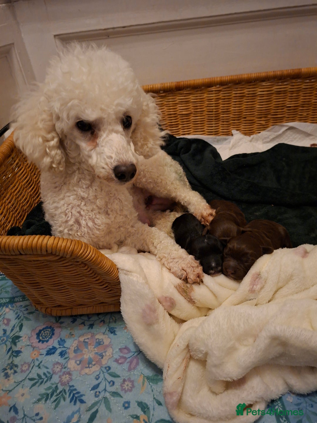 Cockapoo dogs for sale: Cockerpoos looking for forever homes - Advert 1