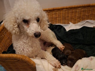 Cockapoo dogs Cockerpoos looking for forever homes - Advert 1