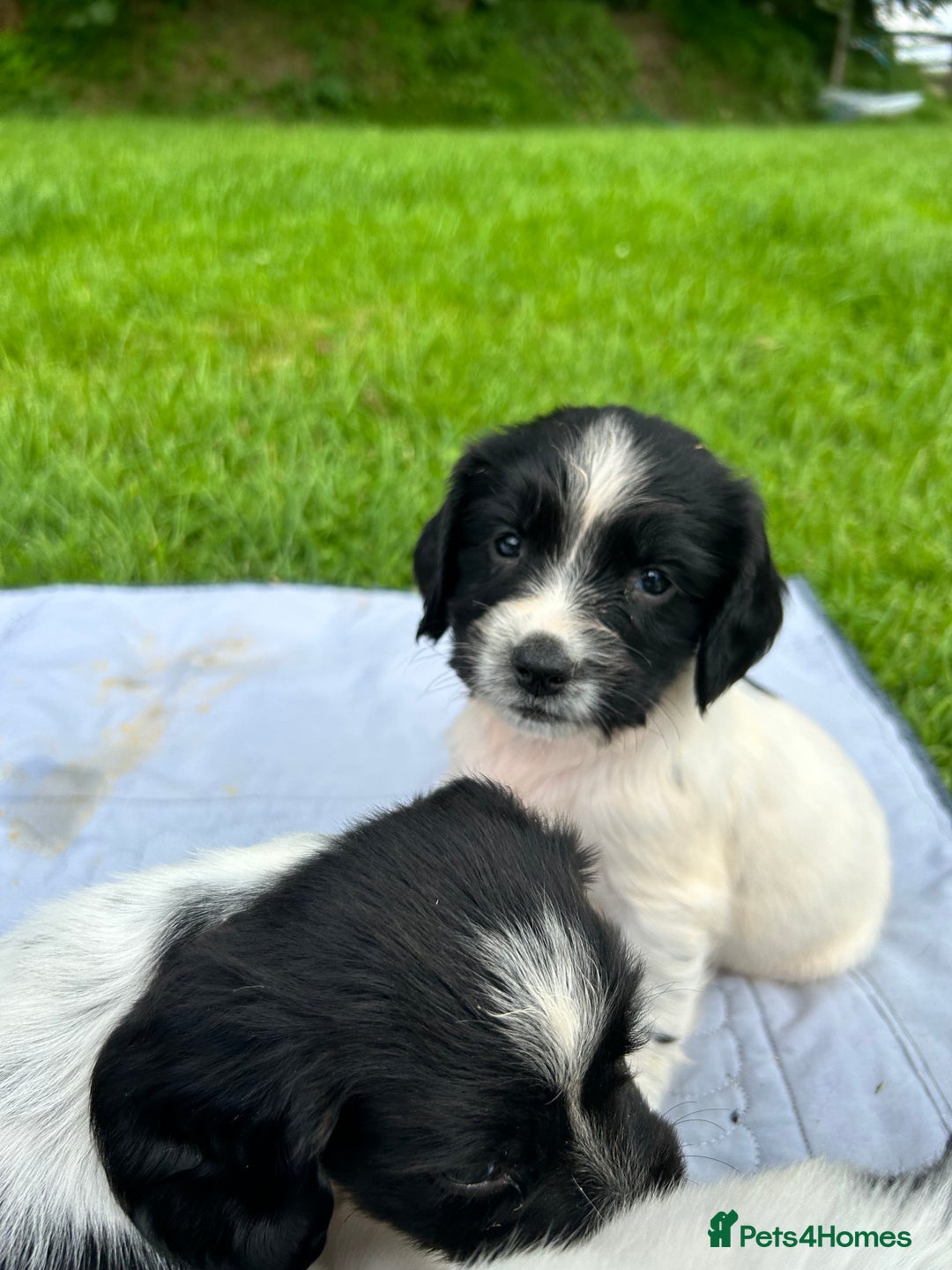 English Springer Spaniel dogs for sale: **8 LEFT! STUNNING KC REG SPRINGER SPANIEL PUPPIES - Image 16