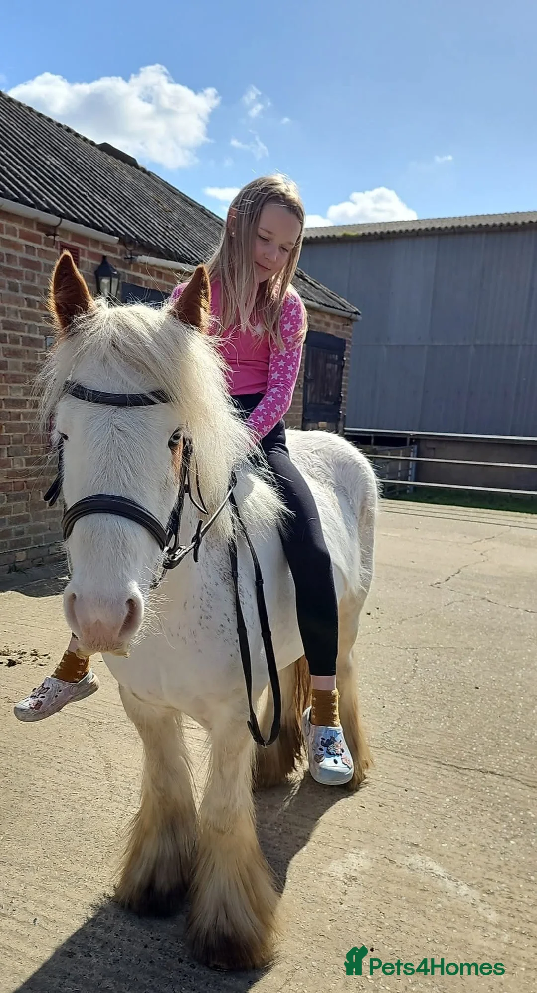 Irish Cob horses for sale: Trixie the proper little kids pony - Advert 8