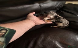 Miniature Dachshund dogs for sale: Dachshund puppies boys and girls ready now - Image 24