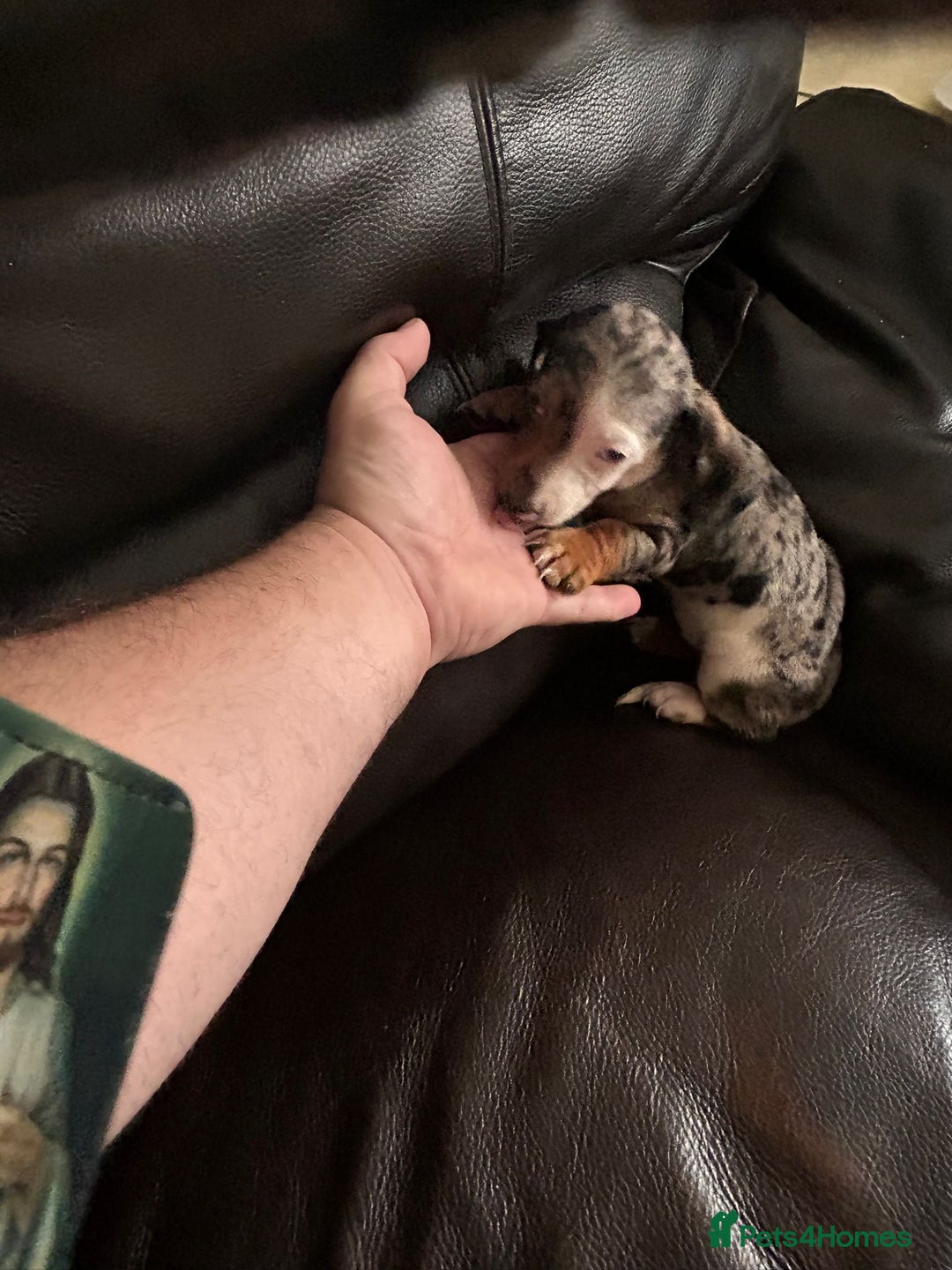 Miniature Dachshund dogs for sale: Dachshund puppies boys and girls ready now - Image 24