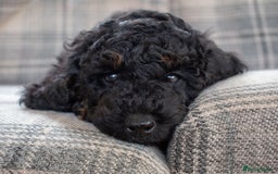 Cavapoo dogs for sale: F1B Cavapoo Boy Ready Now  - Image 2