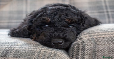 Cavapoo dogs - Advert 2