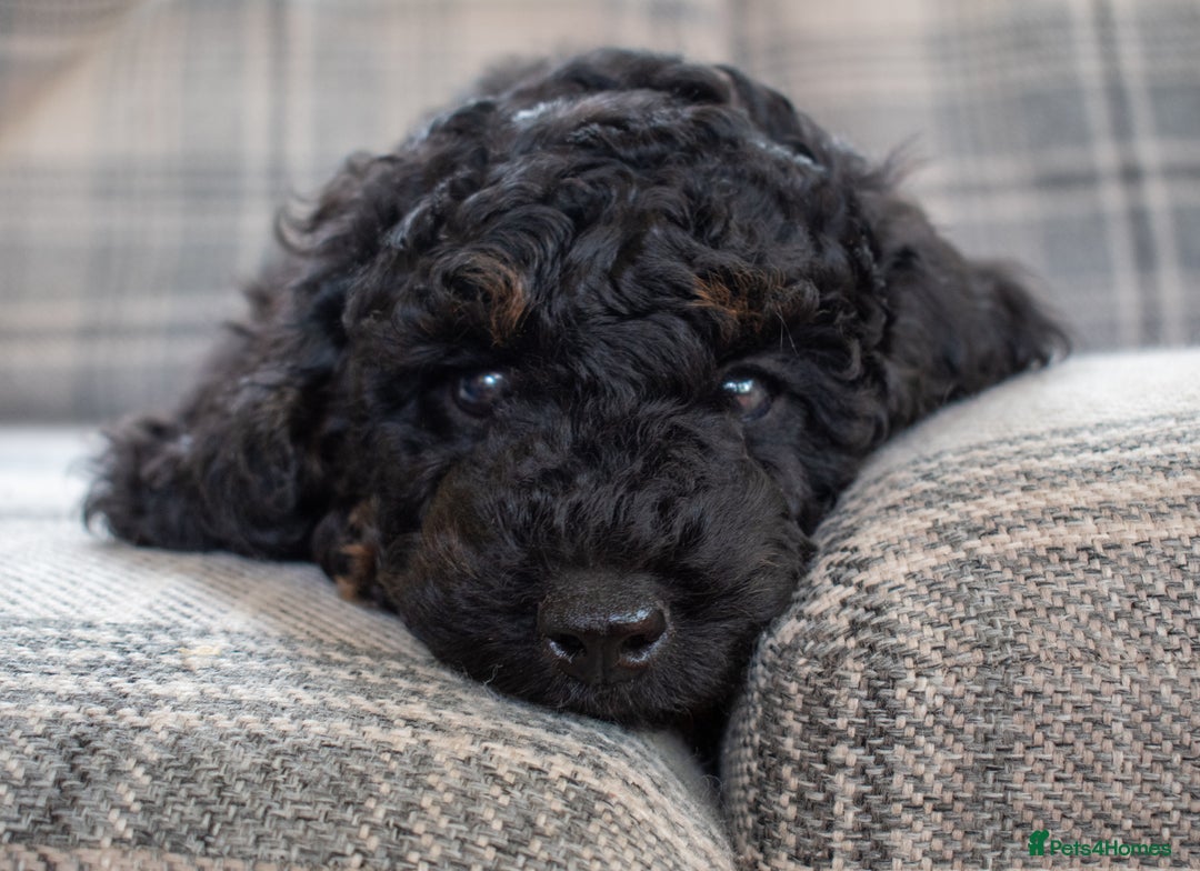 Cavapoo dogs for sale: F1B Cavapoo Boy Ready Now  - Image 2