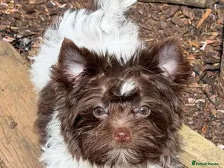 Yorkshire Terrier dogs Tiny Puppy Boys🐾 Pedigree 🐾 - Advert 18