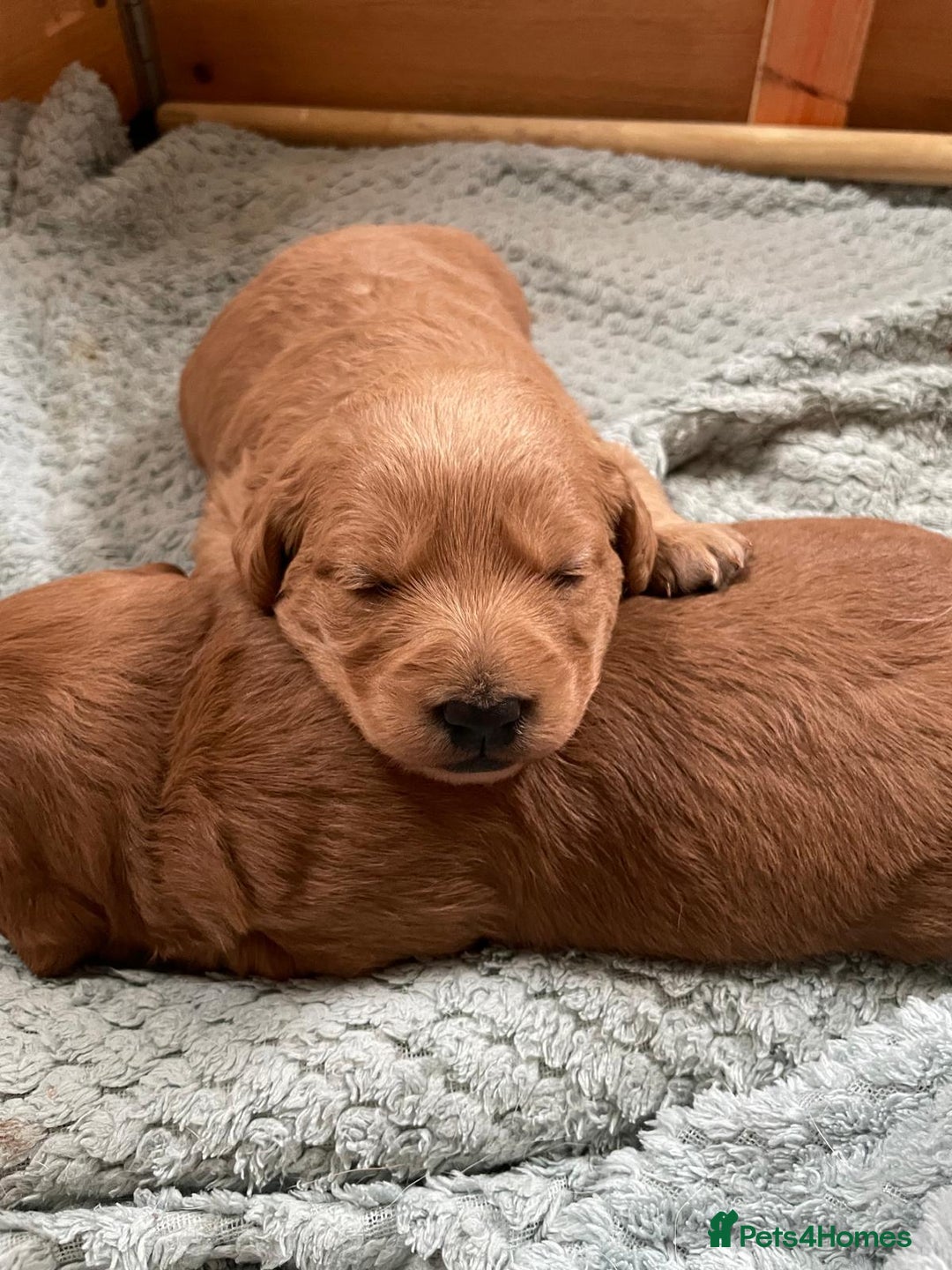 Labradoodle dogs for sale: 🐾 Beautiful F1 Labradoodle puppies for sale🐾 - Advert 3