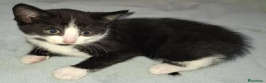 Black & White Male